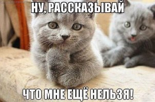 Как коты продемонстрировали хозяйке свой интеллект