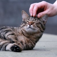 Доброе слово и кошке приятно.