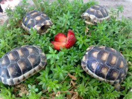 Вот мои. Но без аппетита