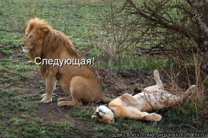 Дополню коллекцию