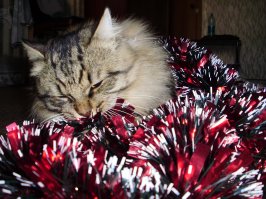 Лапы прочь от елки!