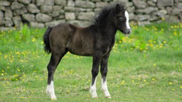 Лошадиные детки тожу очень милые)