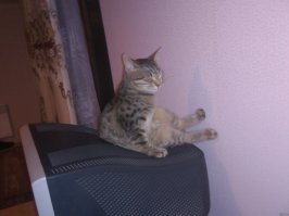 Очередная порция картинок с подписями