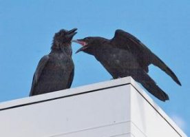 А говорят "Ворон ворону глаз не выклюет"