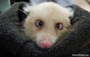 Бабушка из Канзаса приютила опоссума, считая его кошкой