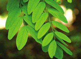 Могу разменять