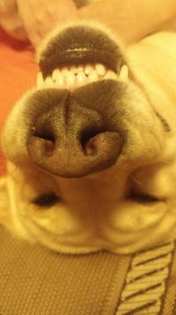 Фотографическая повесть «Нос»