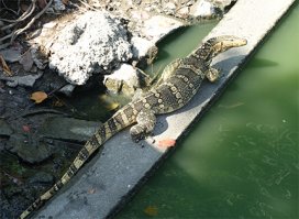 Вараны и цапли в Бангкоке живут в парке Люмпини. Практически центр города.