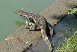 Вараны и цапли в Бангкоке живут в парке Люмпини. Практически центр города.
