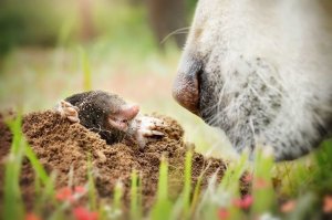 у крота тоже зачётный шнобель