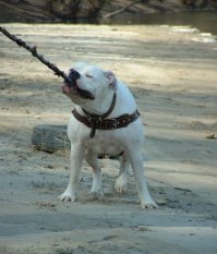 Когда я был щенком: очаровательные фото собак "до и после"