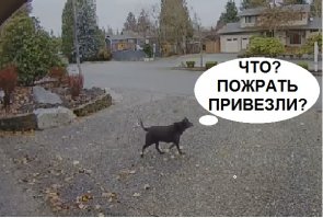 Храбрая няня задержала воровку посылок 