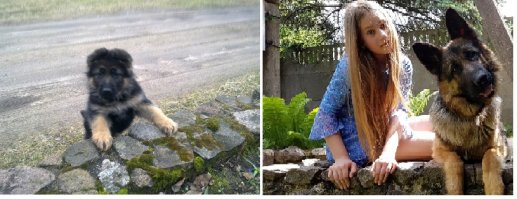 Когда я был щенком: очаровательные фото собак "до и после"