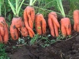 Смешные картинки с надписями