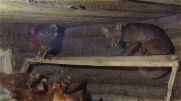 Что такое! Не видите я греюсь!