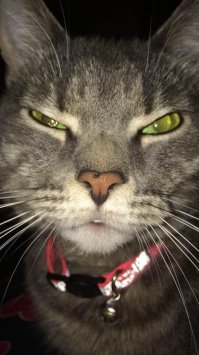 Кто тут меня ссыклом назвал?