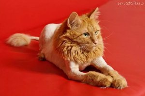 "За что, хозяин?" 20 слишком креативных кошачьих стрижек