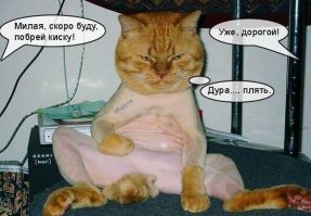 "За что, хозяин?" 20 слишком креативных кошачьих стрижек