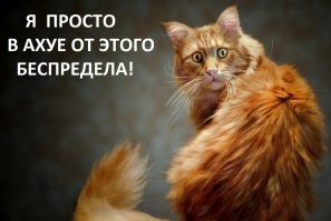 "За что, хозяин?" 20 слишком креативных кошачьих стрижек