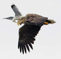 Се ля ви.А вот мамаши крачки и чайки хер бы дали так просто своих птенцов сожрать.Они коршунов от гнезда отгоняют.