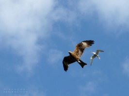 Се ля ви.А вот мамаши крачки и чайки хер бы дали так просто своих птенцов сожрать.Они коршунов от гнезда отгоняют.