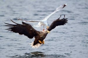 Се ля ви.А вот мамаши крачки и чайки хер бы дали так просто своих птенцов сожрать.Они коршунов от гнезда отгоняют.