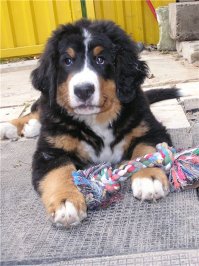 Когда я был щенком: очаровательные фото собак "до и после"