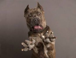 Смешные картинки с надписями