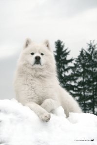 Самые древние породы собак