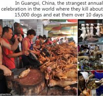 Китай и Индонезия смотрят на Human Society International (HSI) как на г**но