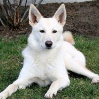 Борзая Ханаанская