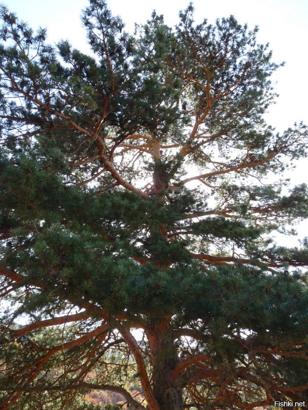 Аналогично, добавлю несколько фото.