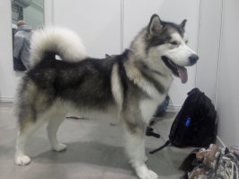 где Аляскинский маламут