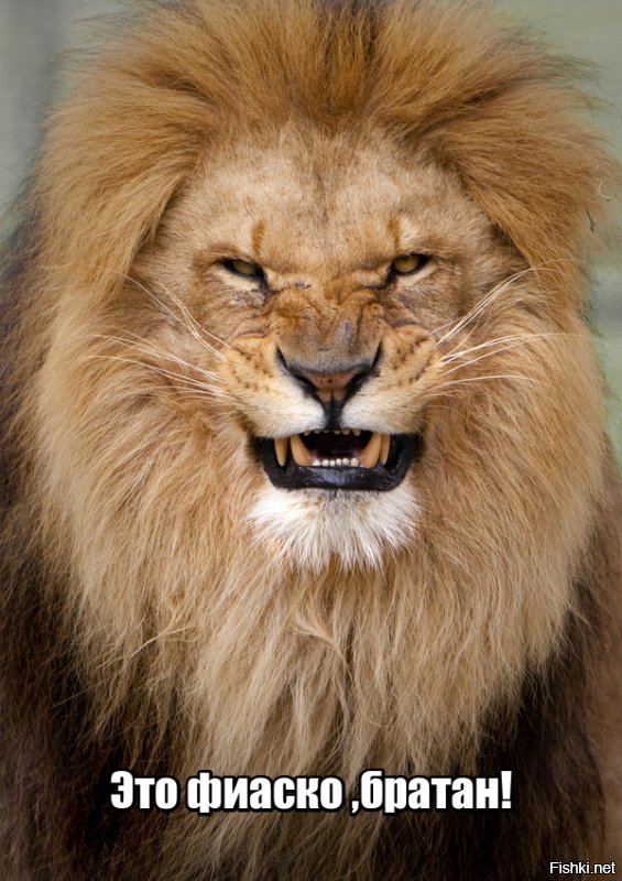 Антилопа-самоубийца решила пробежать через строй идущих по своим делам львов 