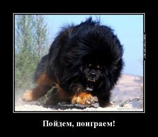 Самые древние породы собак