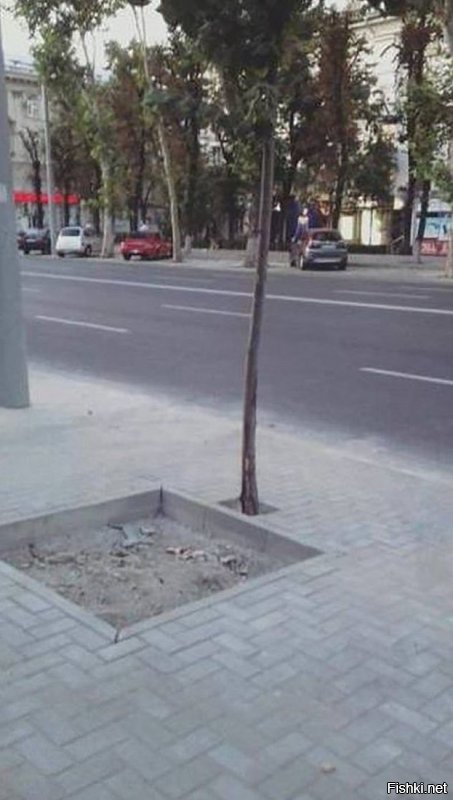 Это не Вася сажал деревья,это идиот какой-то клал тротуарную плитку:)