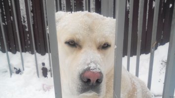 А как же алабай? Одна из древнейших пород. Среднеазиатские овчарки (алабай и тобет)   одна из древнейших пород собак   типичный молоссоид. Она формировалась как порода народной селекции в течение более чем четырёх тысяч лет на огромной территории, простирающейся сегодня от Каспийского моря до Китая и от Южного Урала до Афганистана. В этой породе течёт кровь древнейших собак Азии, пастушеских собак различных кочевых племён и боевых псов Месопотамии.
Увлекся разведением этой породы просто непадецки. Крайне люблю и уважаю этих собак.
А это один из моих красавцев - Цезарь, племенной кобелек (эту фотку на фишках уже постил как-то раз):