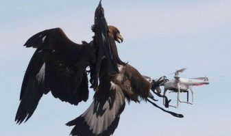 голосом Дроздова:
а сейчас мы наблюдаем,как технологии вошли в повседневную жизнь обитателей степей.Орел ,при помощи квадрокоптера,ищет себе добычу.:)