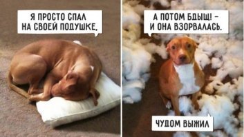 это всё подставы от злых кошек, собакены ни при чем