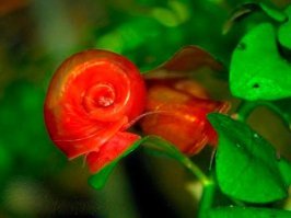 Красные катушки красивые.