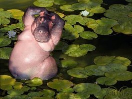 Прикинулась беременной и шиковала на декретные