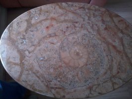 Аммонит в мраморе.