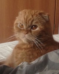 Секс - как мера измерения