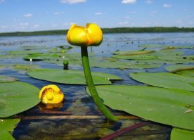 А у нас в Карелии белых водяных лилий, почему то, мало осталось. Может их рвут много? А вот кувшинок хватает. Я имею ввиду желтые кувшинки.