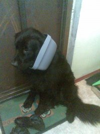 Это мой в ведро залез...ему еще года не было, сейчас не залезает...видимо морда не проходит