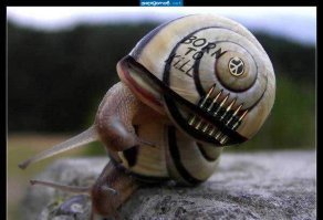 "Эту песню не задушишь, не убьёшь, не убьёшь, не убьёшь!"