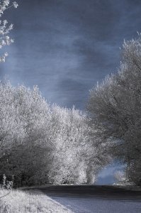 Моя проба пера))) Никон D70+ IR-фильтр перед обьективом.