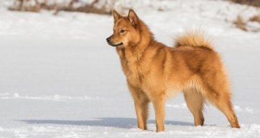 я может что-то не понимаю в собаках, но если это шпиц то чем он отличается от лайки?