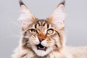Еще кота не выбирают, это его выбор