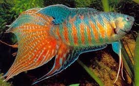 Любит ими полакомится